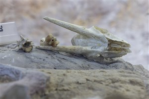 Image description is not available for 2011.9.1